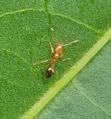 Trichomyrmex destructor