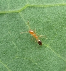 Trichomyrmex destructor