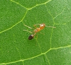 Trichomyrmex destructor