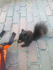 Sciurus carolinensis