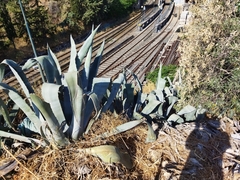 Agave americana