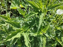 Urtica dioica
