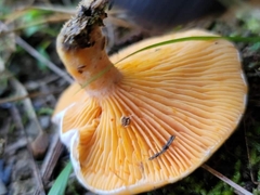 Lactarius salmoneus