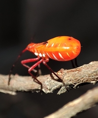 Dysdercus cingulatus