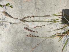 Eragrostis secundiflora
