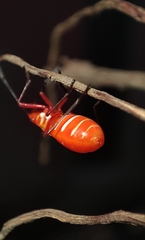 Dysdercus cingulatus