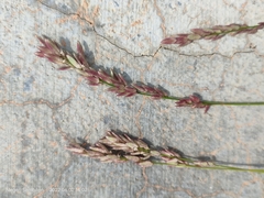 Eragrostis secundiflora