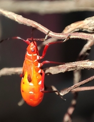 Dysdercus cingulatus