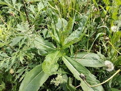 Cirsium arvense