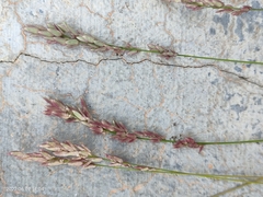 Eragrostis secundiflora