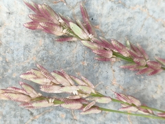 Eragrostis secundiflora