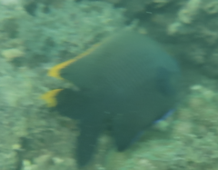 Plectroglyphidodon apicalis