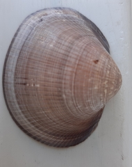 Glycymeris nummaria