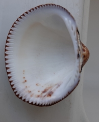 Glycymeris nummaria