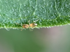 Brachymyrmex depilis