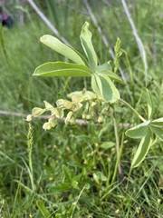 Gymnospermium albertii