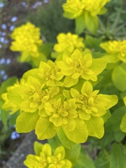 Euphorbia epithymoides