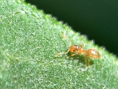 Brachymyrmex depilis