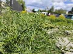Urtica cannabina