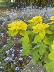 Euphorbia epithymoides