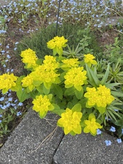 Euphorbia epithymoides