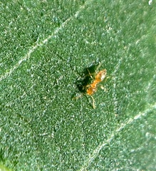 Brachymyrmex depilis