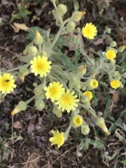 Andryala integrifolia