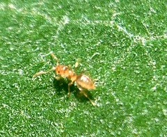 Brachymyrmex depilis