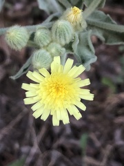 Andryala integrifolia