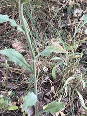 Andryala integrifolia