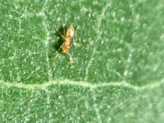 Brachymyrmex depilis