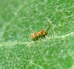 Brachymyrmex depilis