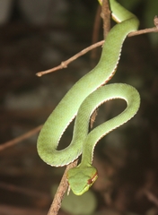Trimeresurus