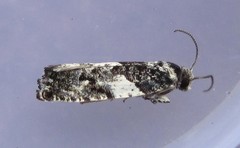 Gypsonoma adjuncta