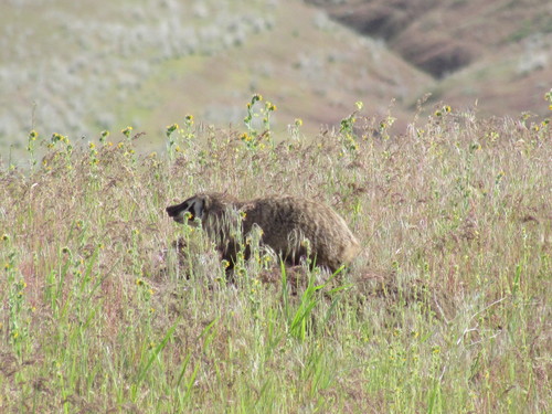 American Badger photographed in Oregon