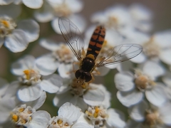 Sphaerophoria pyrrhina