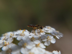 Sphaerophoria pyrrhina