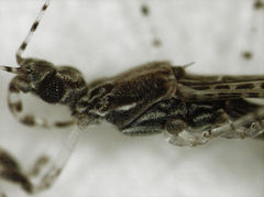 Empicoris rubromaculatus