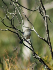 Malurus splendens splendens