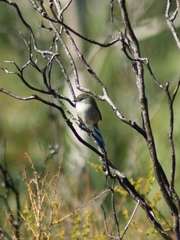 Malurus splendens splendens