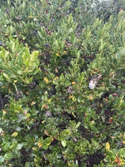 Ceanothus thyrsiflorus obispoensis