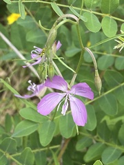 Clarkia biloba brandegeeae