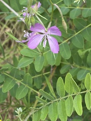 Clarkia biloba brandegeeae