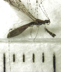 Empicoris rubromaculatus