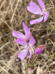 Clarkia biloba brandegeeae