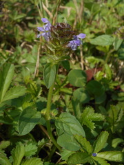 Prunella vulgaris