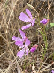 Clarkia biloba brandegeeae