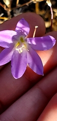 Brodiaea santarosae