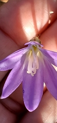 Brodiaea santarosae