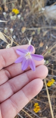 Brodiaea santarosae